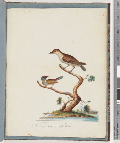 Ongeïdentificeerde vogel. Roodbrauwvink door Unknown artist