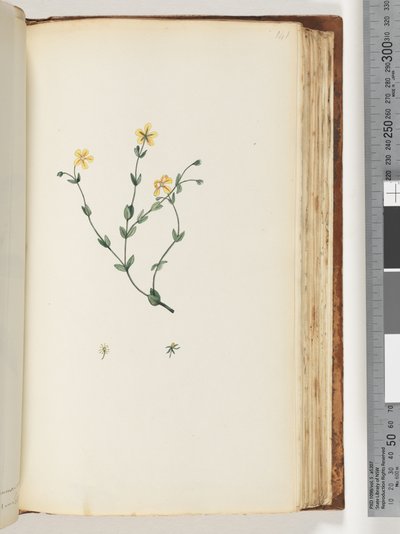 Pagina 141. Onbekende plant door Unknown artist