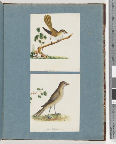 Pagina 142. Onbekende Vogel. 143. Onbekende Vogel door Unknown artist