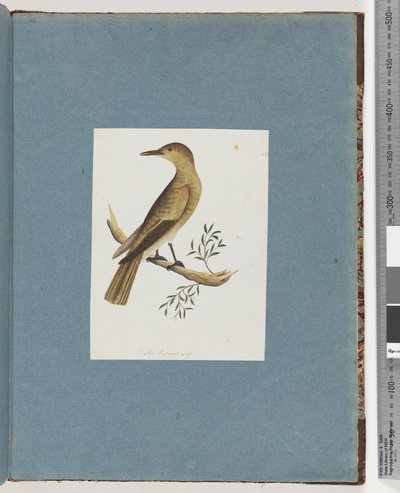Pagina 144. Onbekende Vogel door Unknown artist