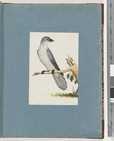 Ongeïdentificeerde vogel door Unknown artist