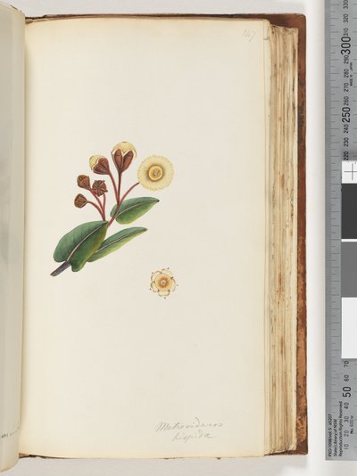 Pagina 147. Metrosideros hispida door Unknown artist