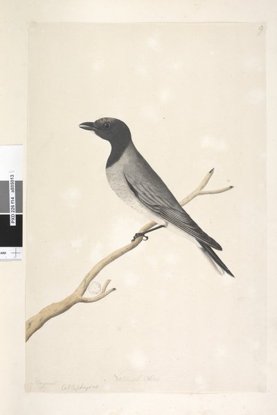 Pagina 14. Ceblephyris. boven titel in andere hand Augustus. Natuurlijke grootte Kleine Koekoek, Klauwier? Coracina robusta, 1791-92 door Unknown artist