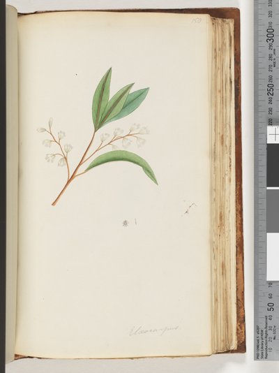 Pagina 150. Elaeocarpus door Unknown artist