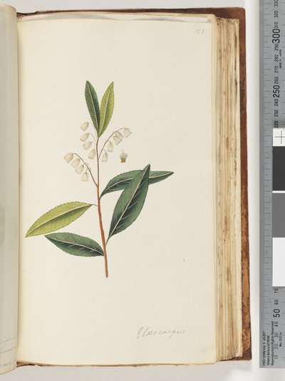 Elaeocarpus door Unknown artist