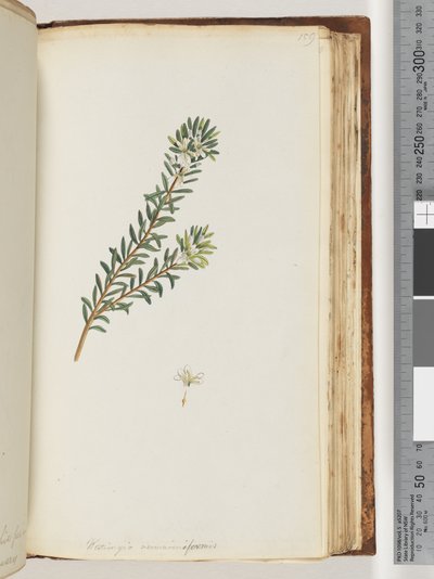 Pagina 159. Westringea rosmariniformis door Unknown artist