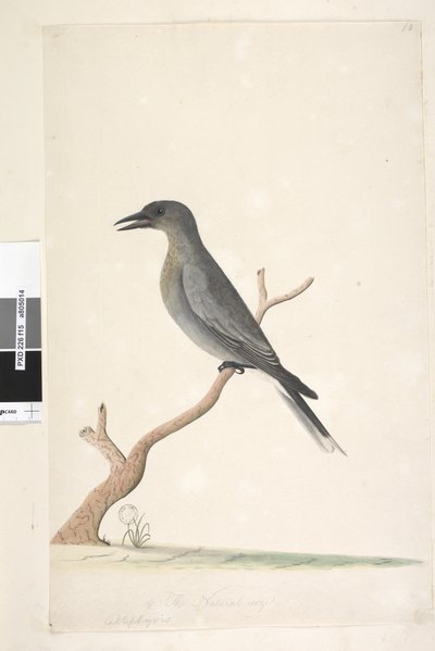 Pagina 15. Ceblephyris. Natuurlijke grootte Grijze Currawong Strepera versicolor door Unknown artist