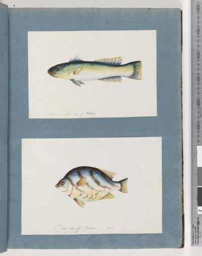 Pagina 15. Onbekende vis 16. Onbekende vis door Unknown artist