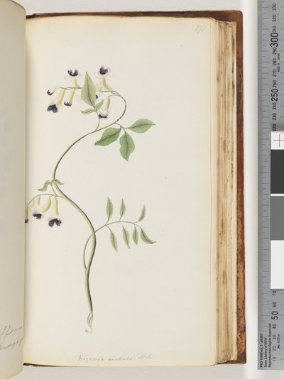 Pagina 171. Bignonia australis H.K door Unknown artist