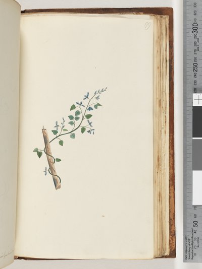 Pagina 179. Onbekende plant door Unknown artist