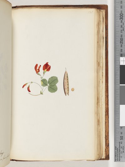 Pagina 181. Een klimplant die rond bomen en struiken groeit door Unknown