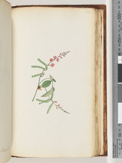 Pagina 186. Bloeiende plant, een klimplant door Unknown artist