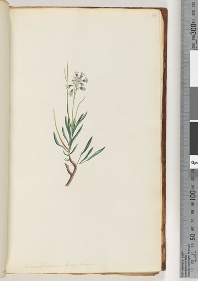 Conospermum longifolium Lange blad Coneseeds door Unknown artist