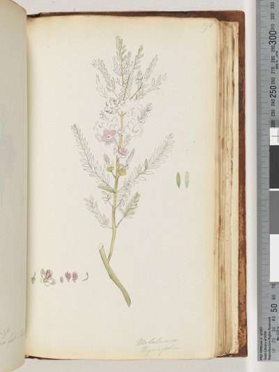 Pagina 190. Melaleuca thymifolia / Tijmhoning, mirte door Unknown artist