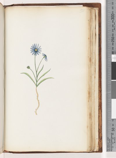 Pagina 198. Ongeïdentificeerde plant door Unknown artist