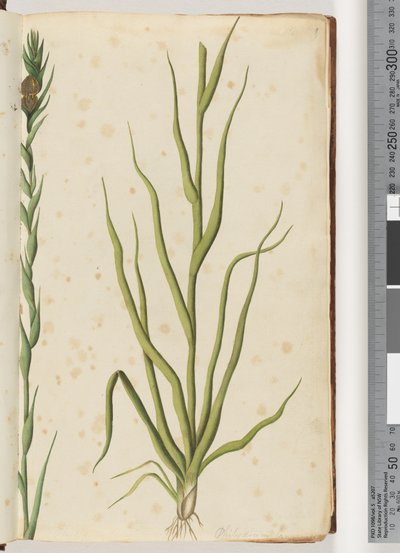 Pagina 1. Philydrum lanuginosum door Unknown artist