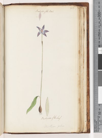 Pagina 206. Achterkant van de Bloemblaadjes. Achterkant van het Blad. Arethusa pilosa / waslip orchidee door Unknown artist