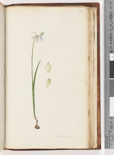 Pagina 209. Arethusa certe? door Unknown artist