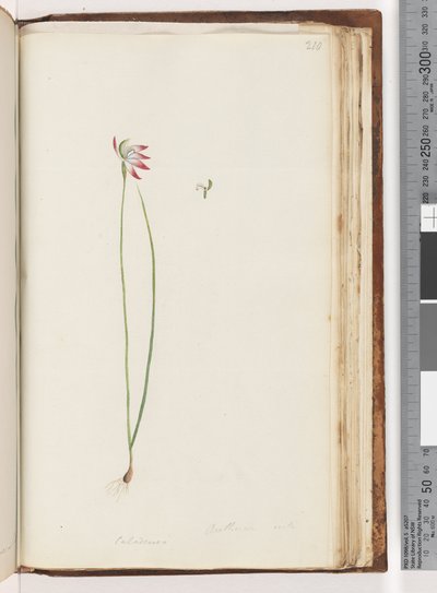 Pagina 210. Arethusa certe? / Caladenia door Unknown artist