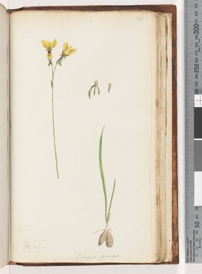 Pagina 211. Vorm van Diuris aurea / Gouden Ezel Orchidee door Unknown artist