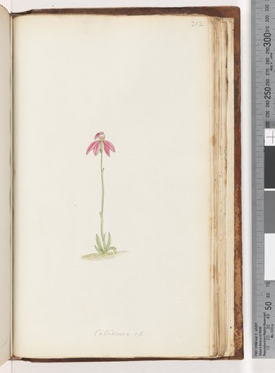 Pagina 212. Caladenia sp door Unknown artist