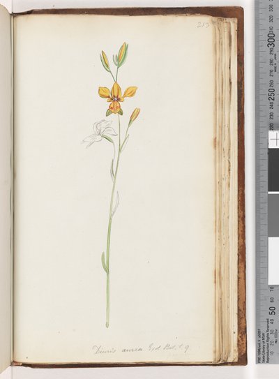 Pagina 213. Diuris aurea. Exot. Bot. t. 9. Gouden ezelorchidee door Unknown artist