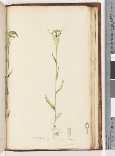 Pagina 215. Pterostylis op / viridis door Unknown artist