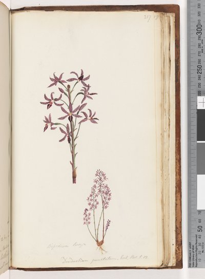 Pagina 217. Dipodium Brown / Dendrobium punctatum. Exot. Bot. t. 12. Hyacint Orchidee door Unknown artist