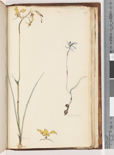 Pagina 219. Caladenia / Diuris twee planten door Unknown artist