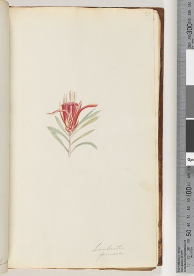 Pagina 21. Lambertia formosa / Mountain Devil door Unknown artist