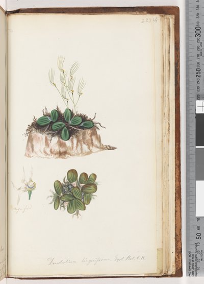 Pagina 223. Dendrobium linguiforme Exot. Bot. t. 11 Tongorchidee door Unknown artist