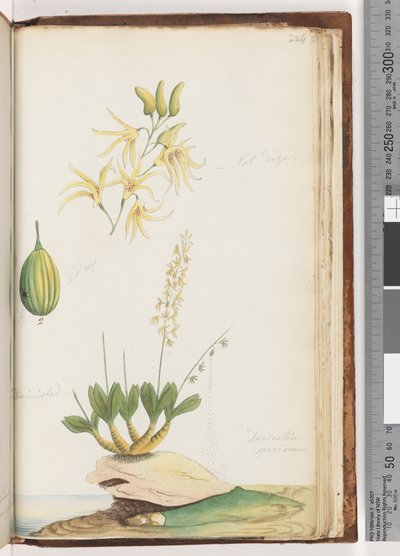 Pagina 224. Dendrobium speciosum / Rotsorchidee door Unknown artist