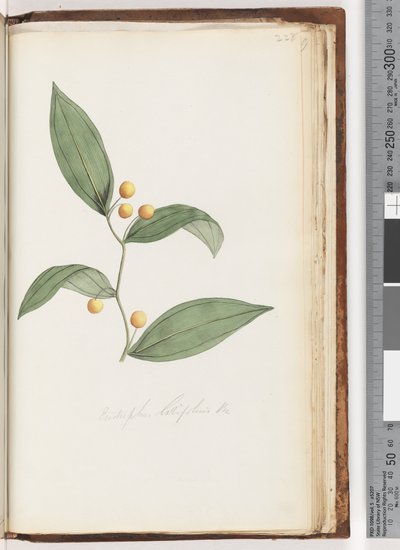 Pagina 228. Eustrephus latifolius Br. Wombatbes door Unknown artist