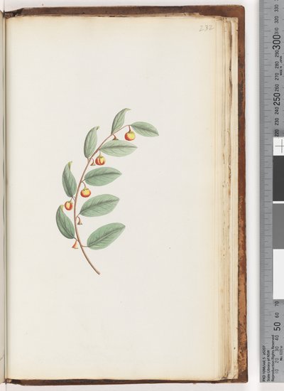 Pagina 232. Ongeïdentificeerde plant door Unknown artist