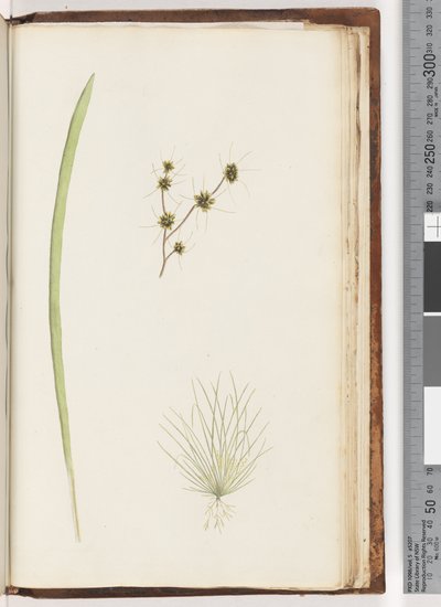 Pagina 234a. 1/4 Ongeïdentificeerde plant door Unknown artist
