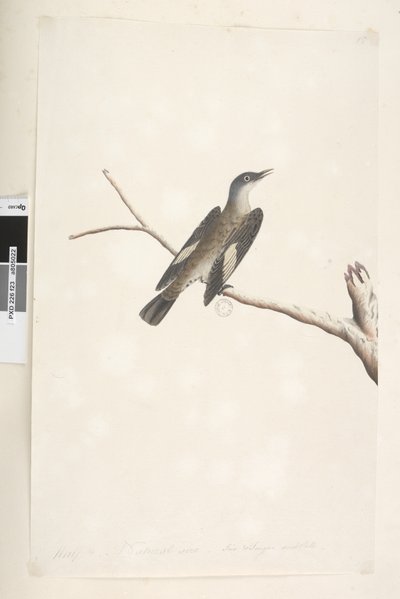 Pagina 23. Mei, natuurlijke grootte, iris & tong twijfelachtig Bruine Boomkruiper Climacterus picumnus, 1791-92 door Unknown artist