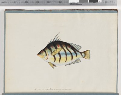 Pagina 23. Onbekende vis door Unknown artist