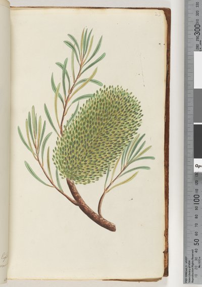 Naamloze bloeiende plant door Unknown artist