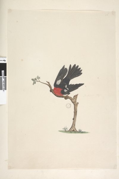 Pagina 24. Natuurlijke grootte Scharlaken Roodborstje Petroica multicolor, mannetje, Norfolk Island, 1791-92 door Unknown artist