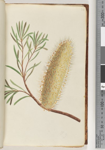 Pagina 24. Naamloze bloeiende plant door Unknown artist