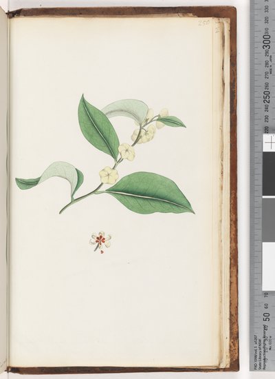 Pagina 250. Naamloze boom door Unknown artist