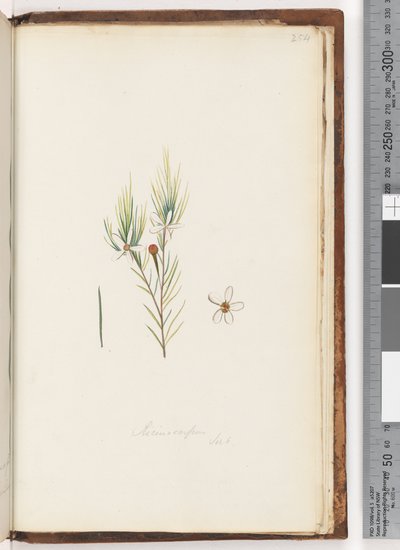 Pagina 254. Ricinocarpus / ?? door Unknown artist