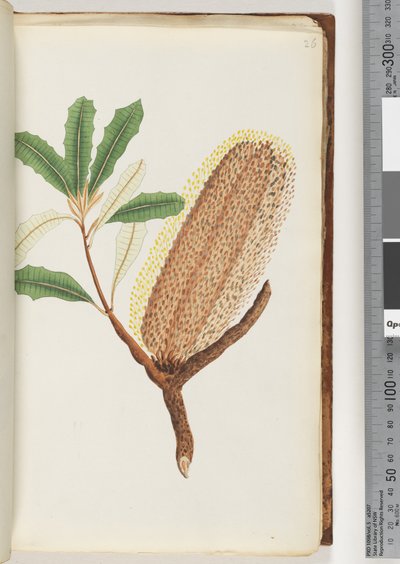 Pagina 26. Naamloze bloeiende plant door Unknown artist