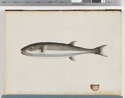Pagina 28. Onbekende vis door Unknown artist