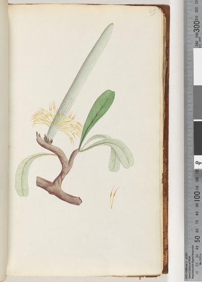 Pagina 29. Kust Banksia door Unknown artist