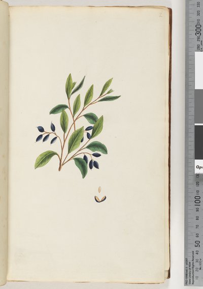 Ongeïdentificeerde plant door Unknown artist