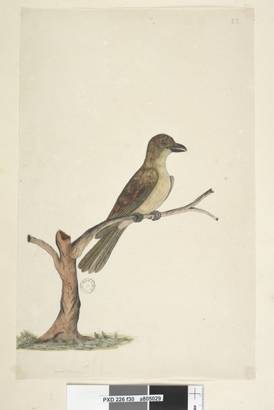 Pagina 30. ...? Norfolk Island Merel? Aplonis fuscus, vrouwtje, 1791-92 door Unknown artist
