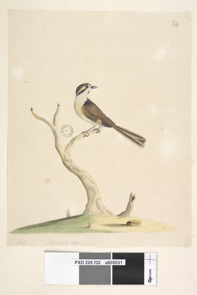 Pagina 32. Ongeïdentificeerd Juli, natuurlijke grootte. Voor aantekeningen over pogingen om deze vogel te identificeren zie Hindwood, K. A. De Sydney vogel schilderijen in de Australian Zoologist, v.XIII, deel 2, augustus 1965, p. 86 door Unknown artist