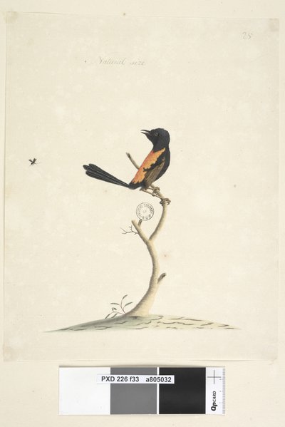 Pagina 33. Natuurlijke grootte Roodrug Winterkoning Malurus melanocephalus, man, 1791-92 door Unknown artist