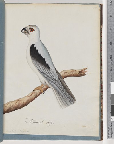 Zwart-geschouderde Wouw. Axillary Falcon door Unknown artist